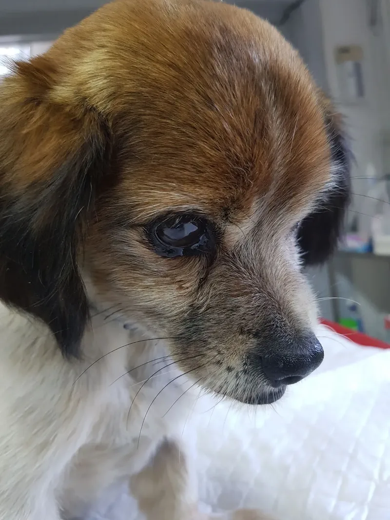 Câine senior