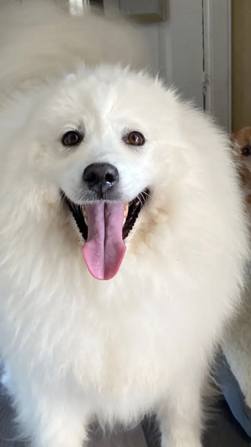 Un spitz alb, pacient al clinicii